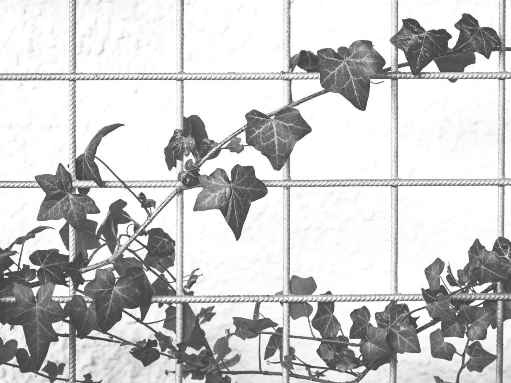 Why Changing Minds Feels Like Clawing Through Vines