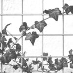 Why Changing Minds Feels Like Clawing Through Vines