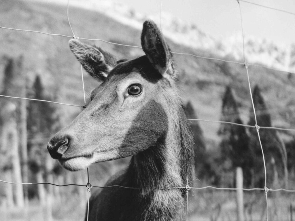 A deer in headlights