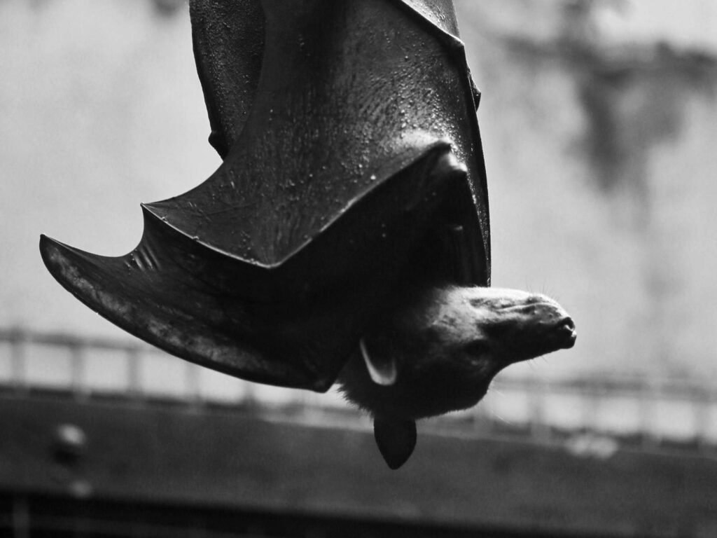 A bat hanging upside down