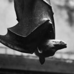 A bat hanging upside down